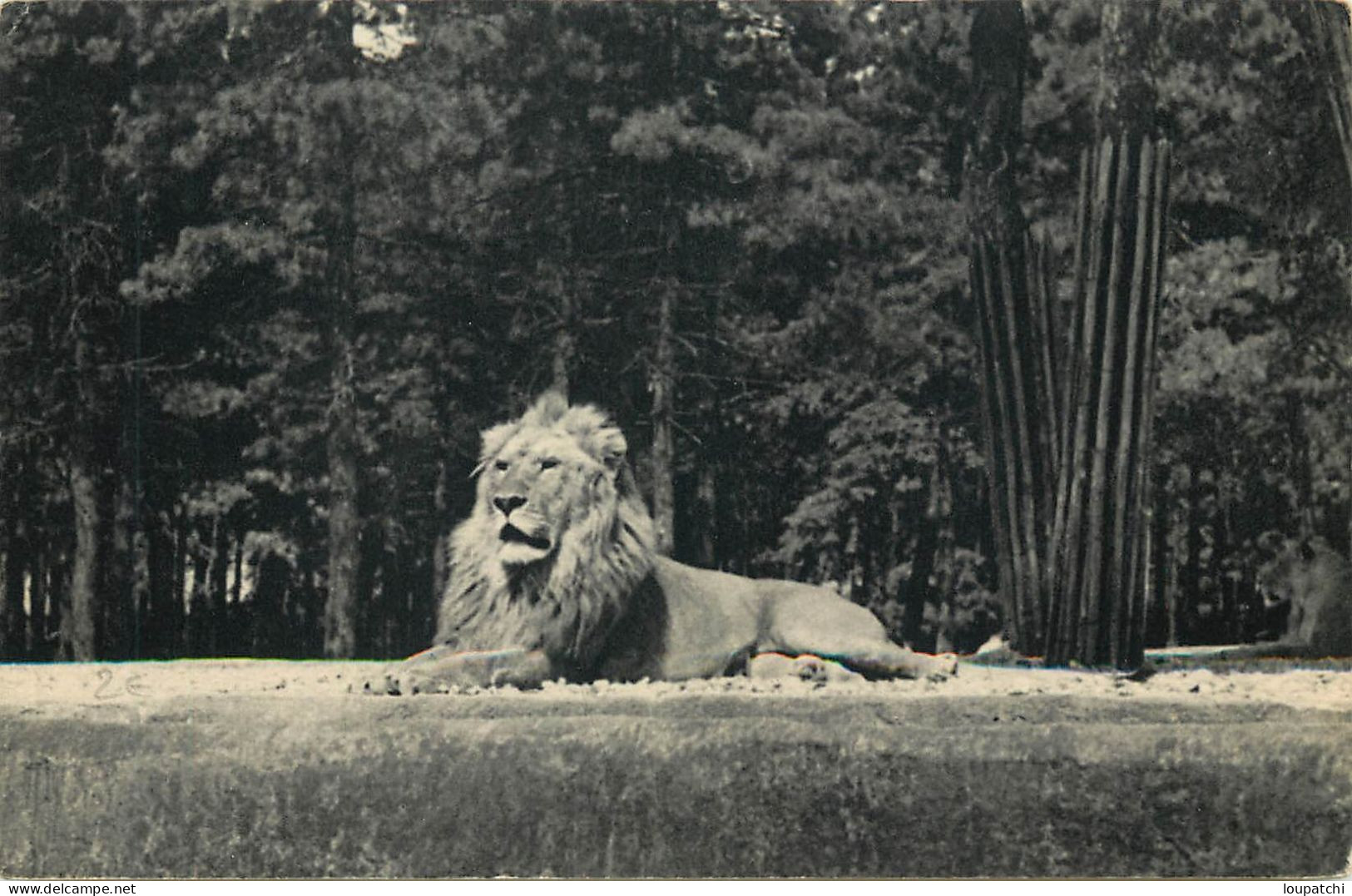 PARIS Zoo De Vincennes Un Lion Sur Son Plateau - Lions