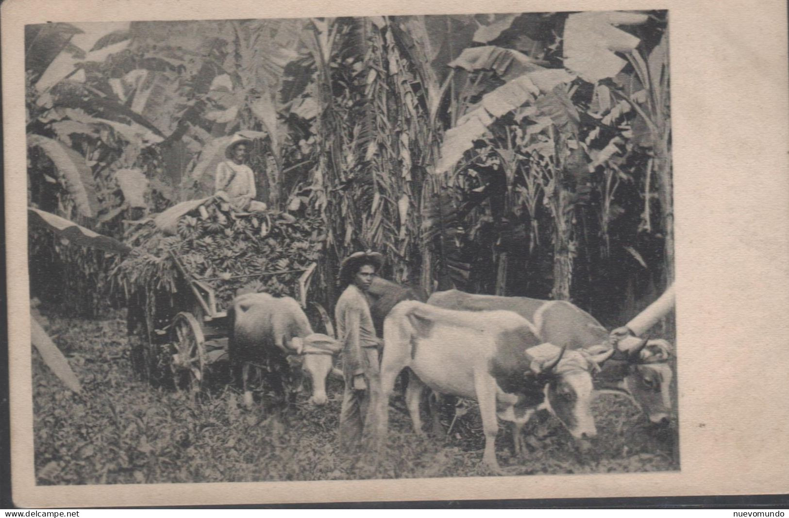 Honduras Carreta De Bueyes Con Bananos - Honduras