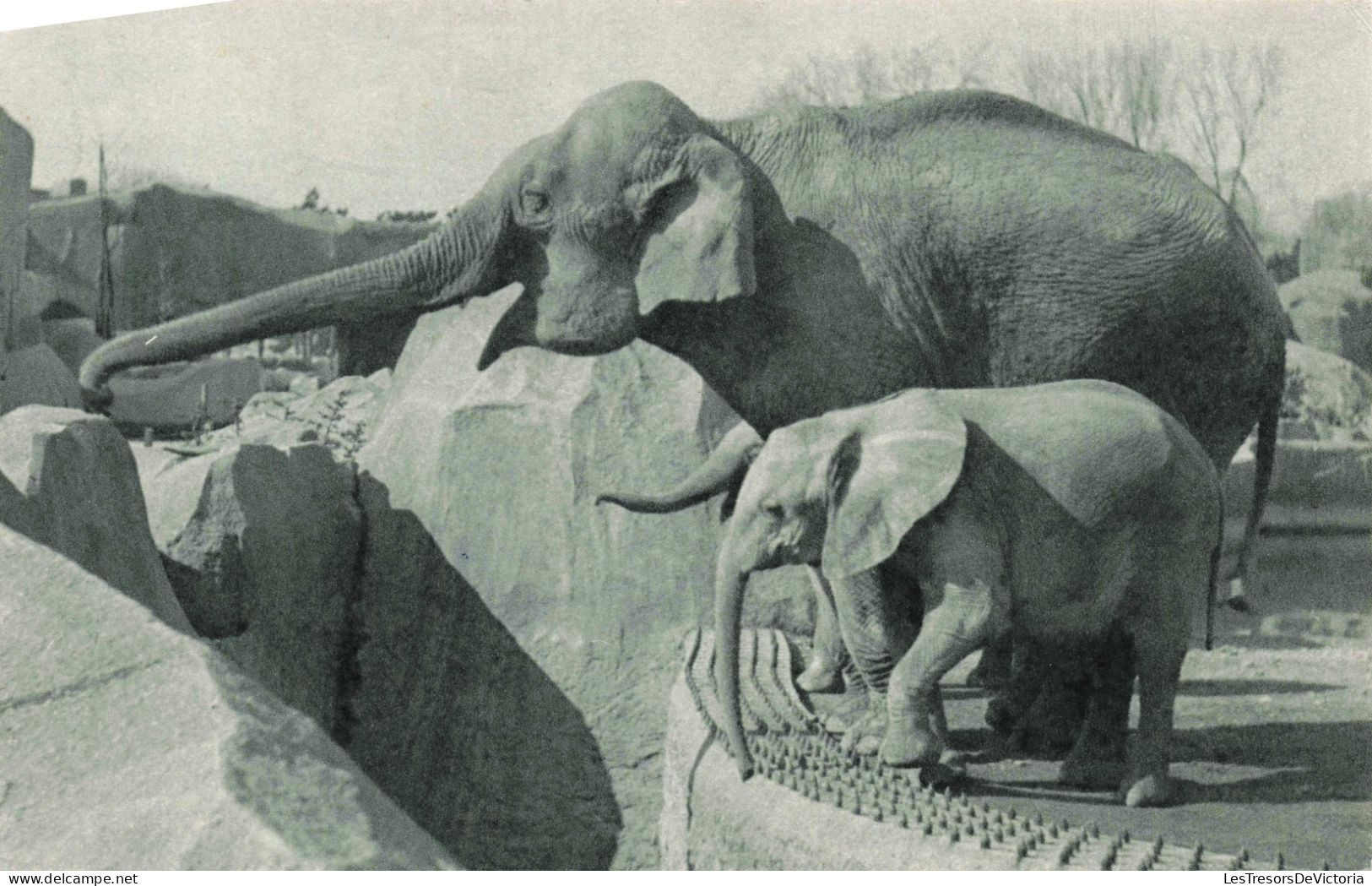 PHOTOGRAPHIE -Un éléphant D'Aise Femelle Et Micheline Le Jeune éléphant D'Afrique - Carte Postale Ancienne - Photographie
