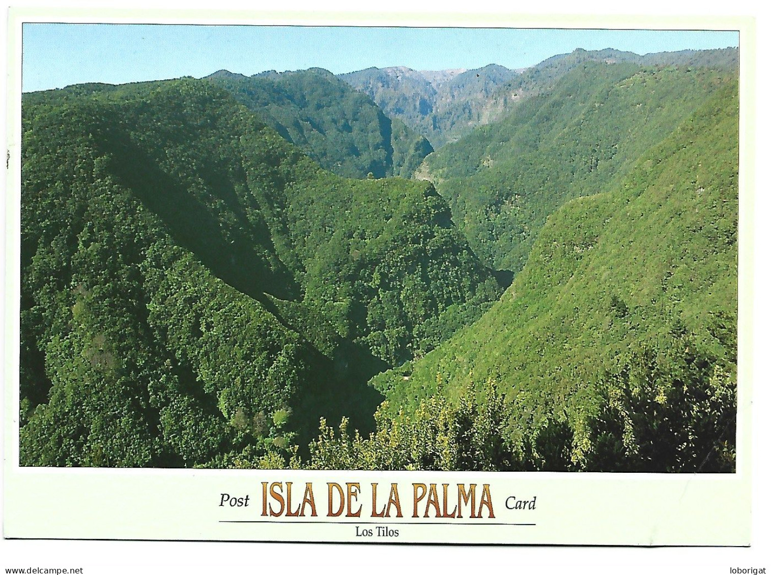 VISTA DEL BOSQUE DE LOS TILOS.-  ISLA DE LA PALMA / ISLAS CANARIAS.- ( ESPAÑA ) - La Palma