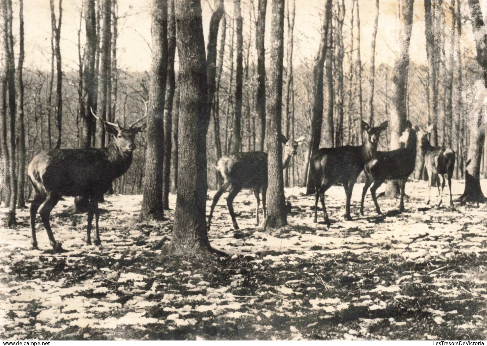 BELGIQUE - Nassogne En Ardenne - Cerf Et Biches Dans La Forêt - Carte Postale Ancienne - Nassogne