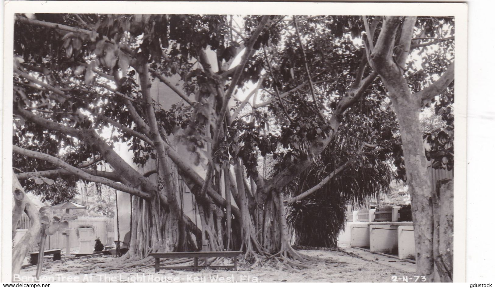 Etats-Unis - Banyan Tree Af The Light House - Key West, Fla - Key West & The Keys