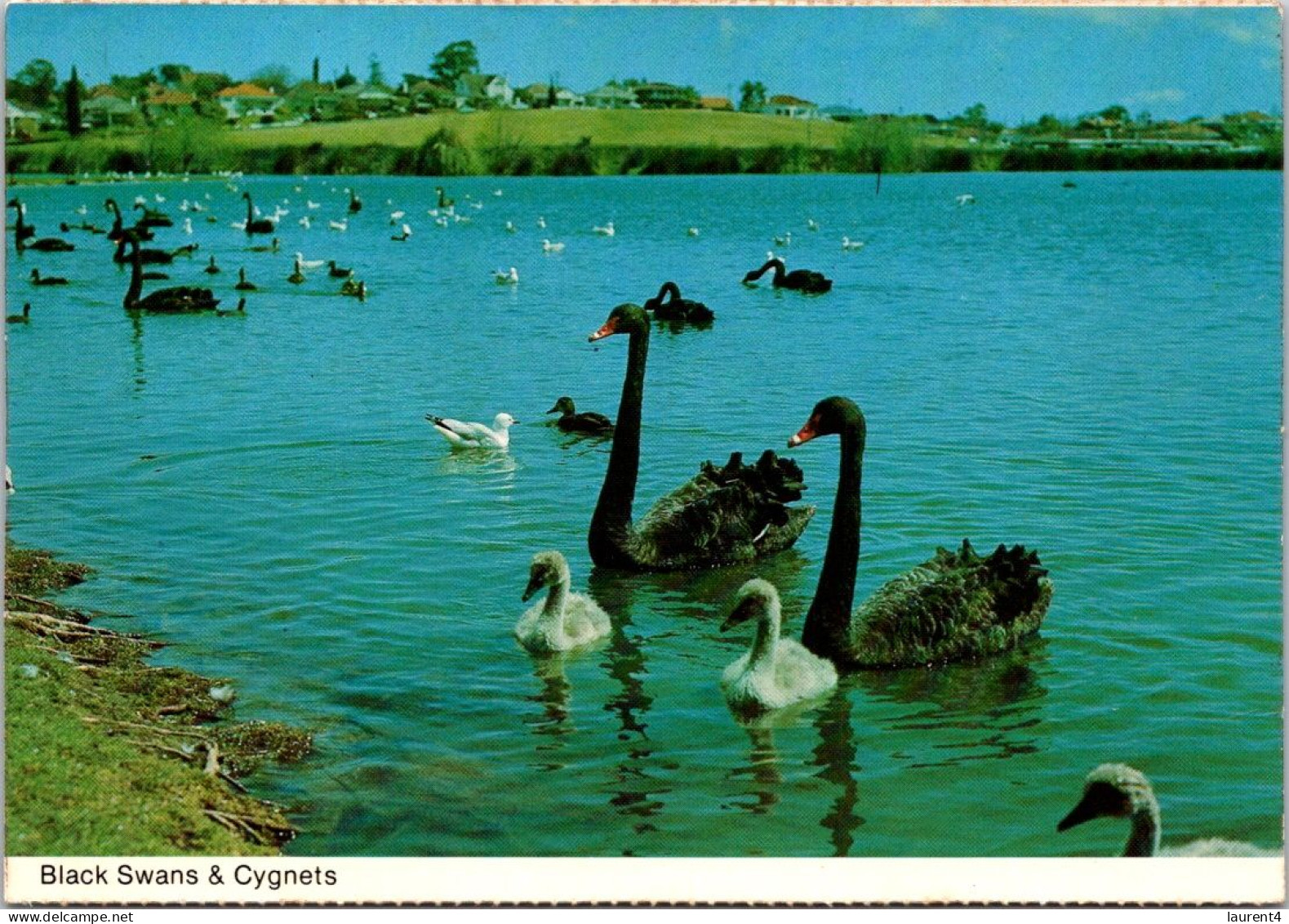 6-10-2023 (3 U 30) Australia - WA - Perth  (State Office & Black Swan) (2 Postcards) - Perth