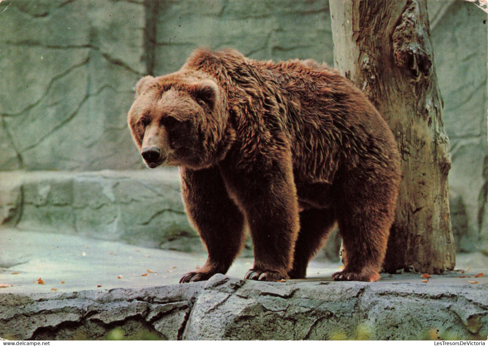 ANIMAUX & FAUNE - Ours - Colorisé - Carte Postale Ancienne - Bears