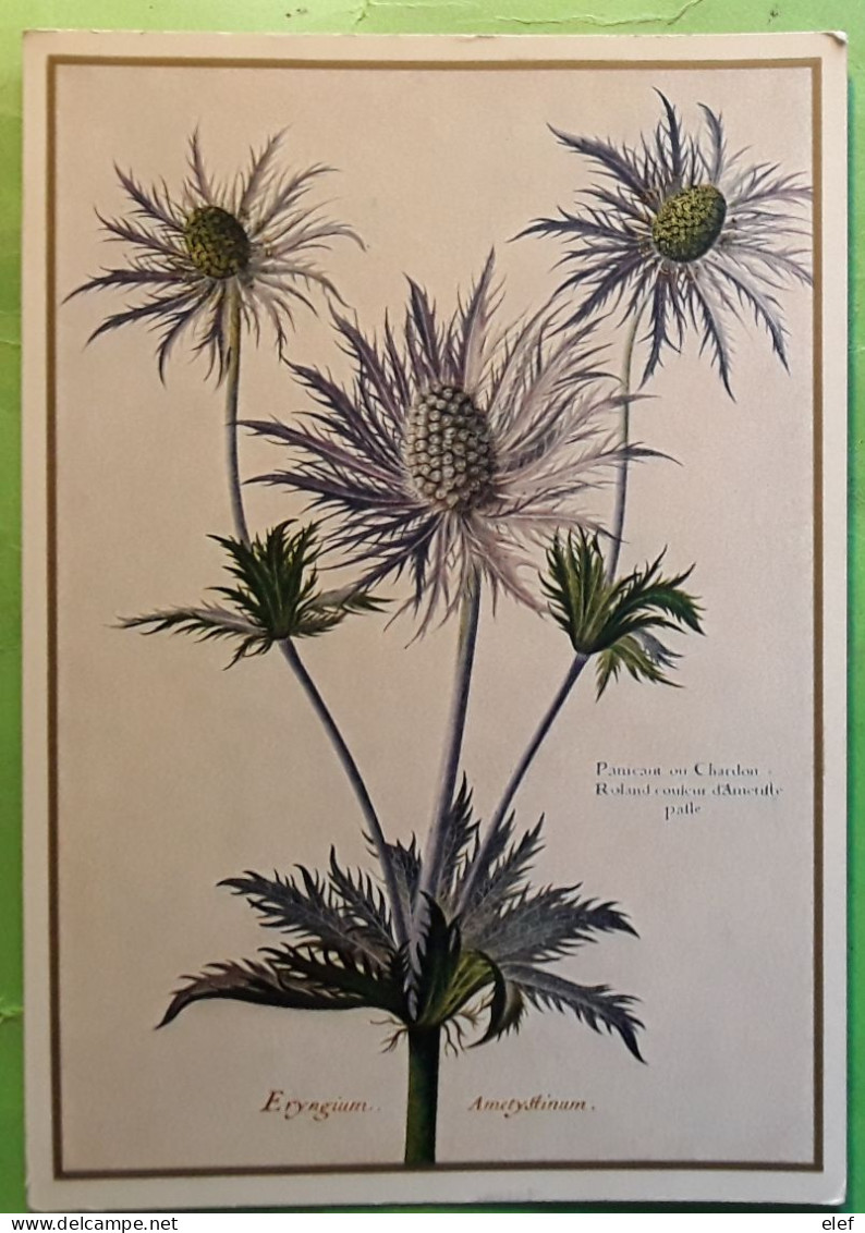 Panicaud Ou Chardon Eryngium Ametystinum Alpen Donardistel , Nicolas ROBERT 1614 - 1685  Nationalbibliotek ,Wien Austria - Medicinal Plants