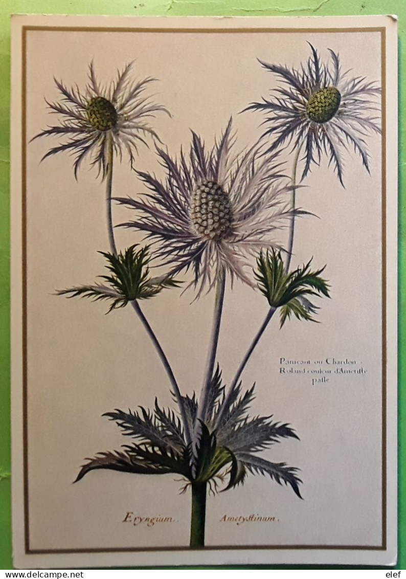 Panicaud Ou Chardon Eryngium Ametystinum Alpen Donardistel , Nicolas ROBERT 1614 - 1685  Nationalbibliotek ,Wien Austria - Piante Medicinali