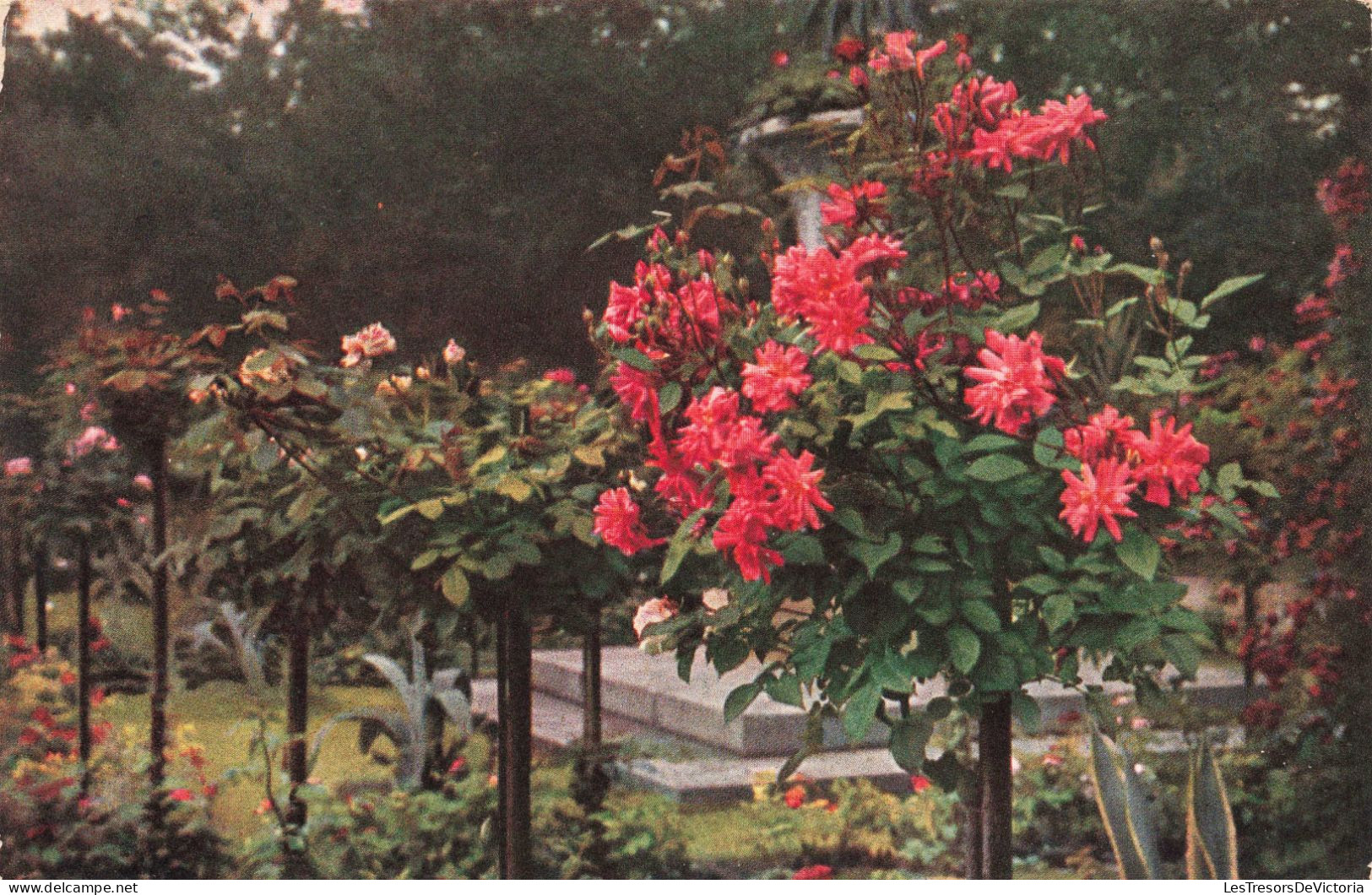 FLEURS - Jardin - Colorisé - Carte Postale Ancienne - Flowers
