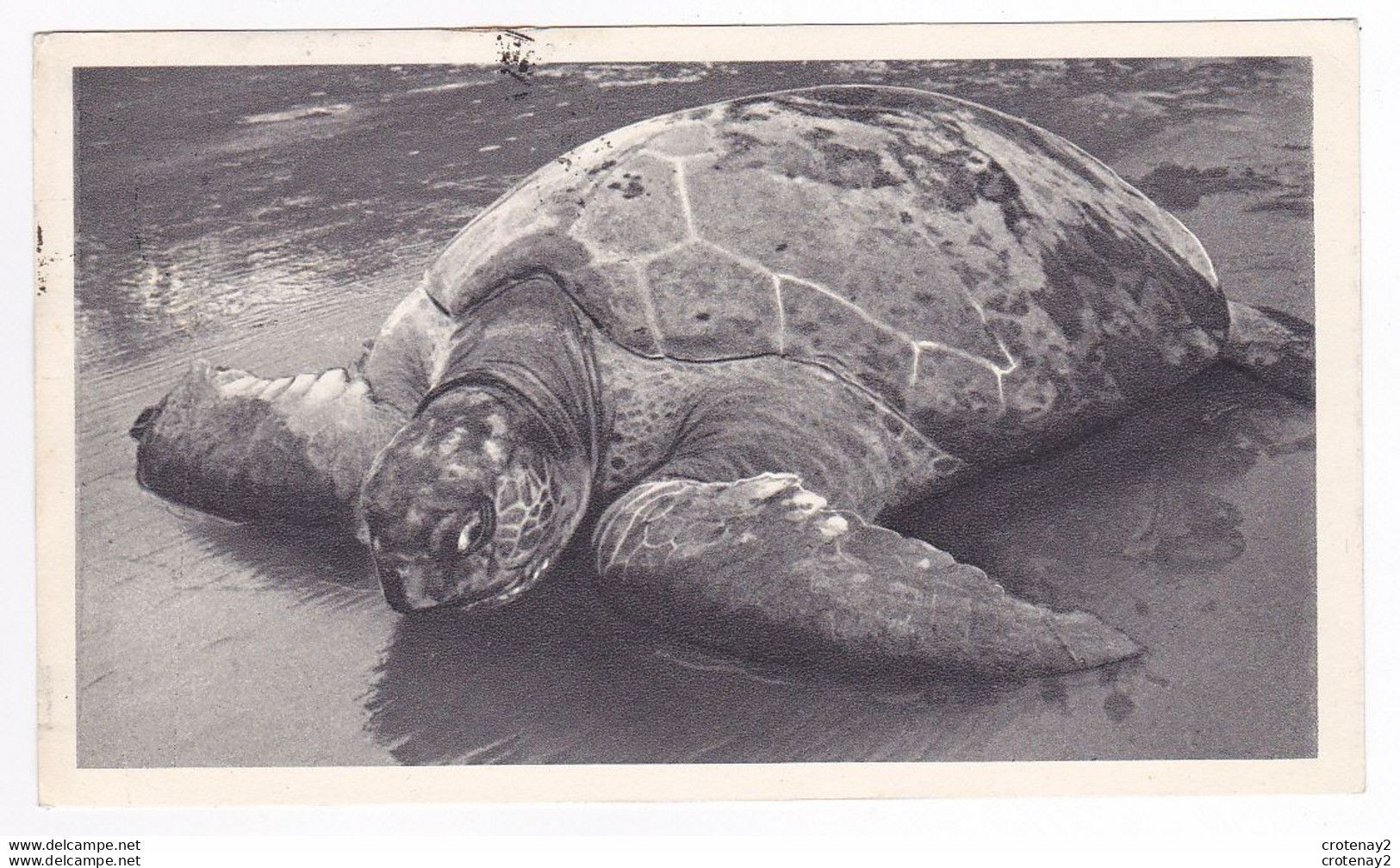 Guinée Espagnole TORTUE Carte PUB Médicament Des Laboratoires LA BIOMARINE à DIEPPE Postée De Santa Isabel VOIR TIMBRES - Guinea Ecuatorial