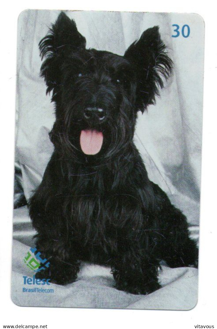 Scottish Terrier Chien Dog Télécarte Brésil Phonecard ( 1141) - Brasilien