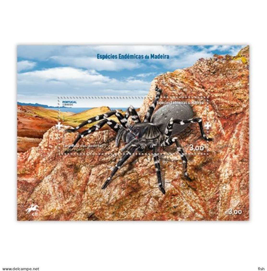 Portugal ** & Azores Terrestrial Fauna, Azores Wolf Spider  2023  (9799993) - Spinnen