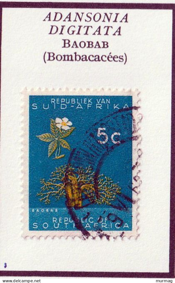 AFRIQUE DU SUD - Arbre, Baobab - Y&T N° 254 - 1961 - Oblitéré - Gebraucht