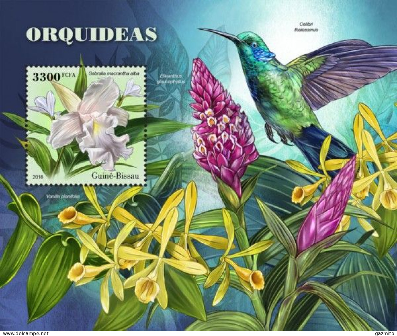 Guinea Bissau 2018, Orchids I, Hummingbird, BF - Segler & Kolibris