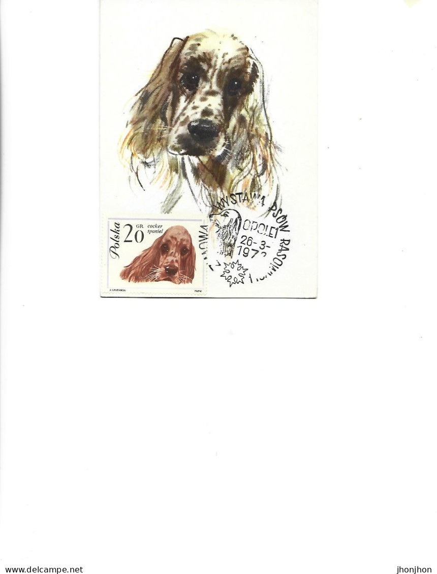 Poland - Maxicard,maximum Postcard 1978  -  Dogs - Cocker Spaniel - Tarjetas Máxima