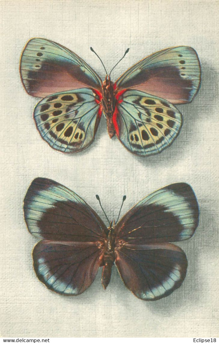 Papillon - Callithéa Leprieuri - Comité National De L' Enfance     Z 602 - Papillons