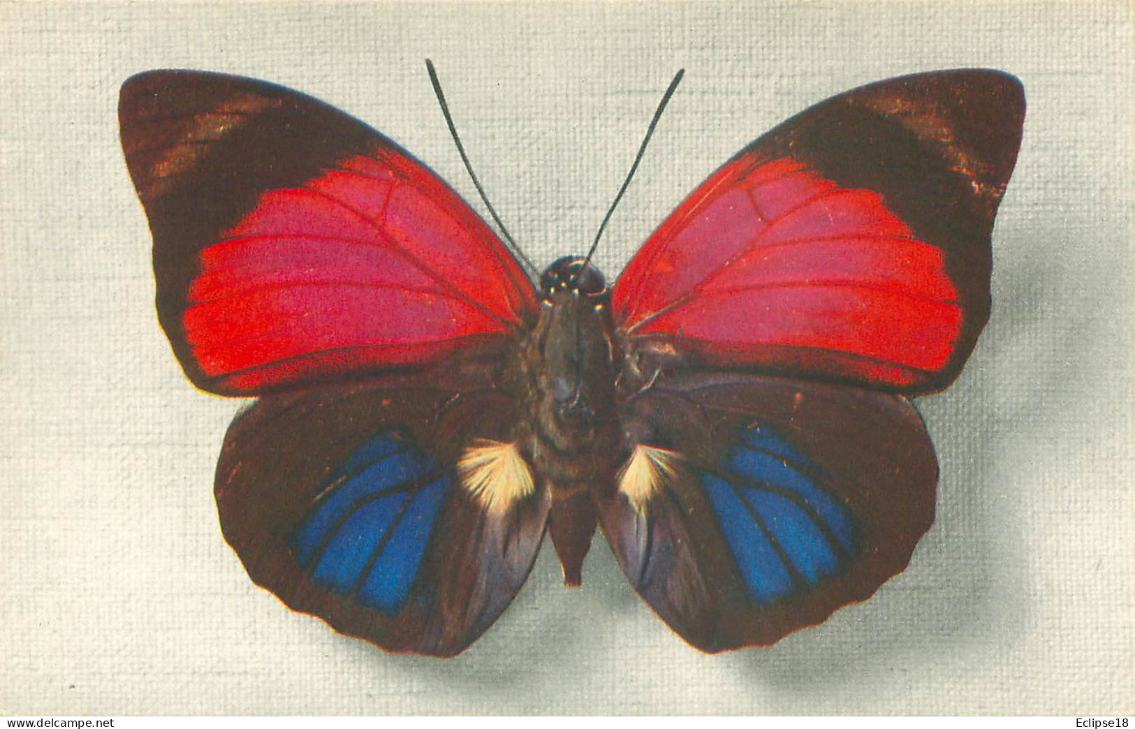 Papillon - Agrias Sardanapalus  - Comité National De L' Enfance     Z 602 - Papillons