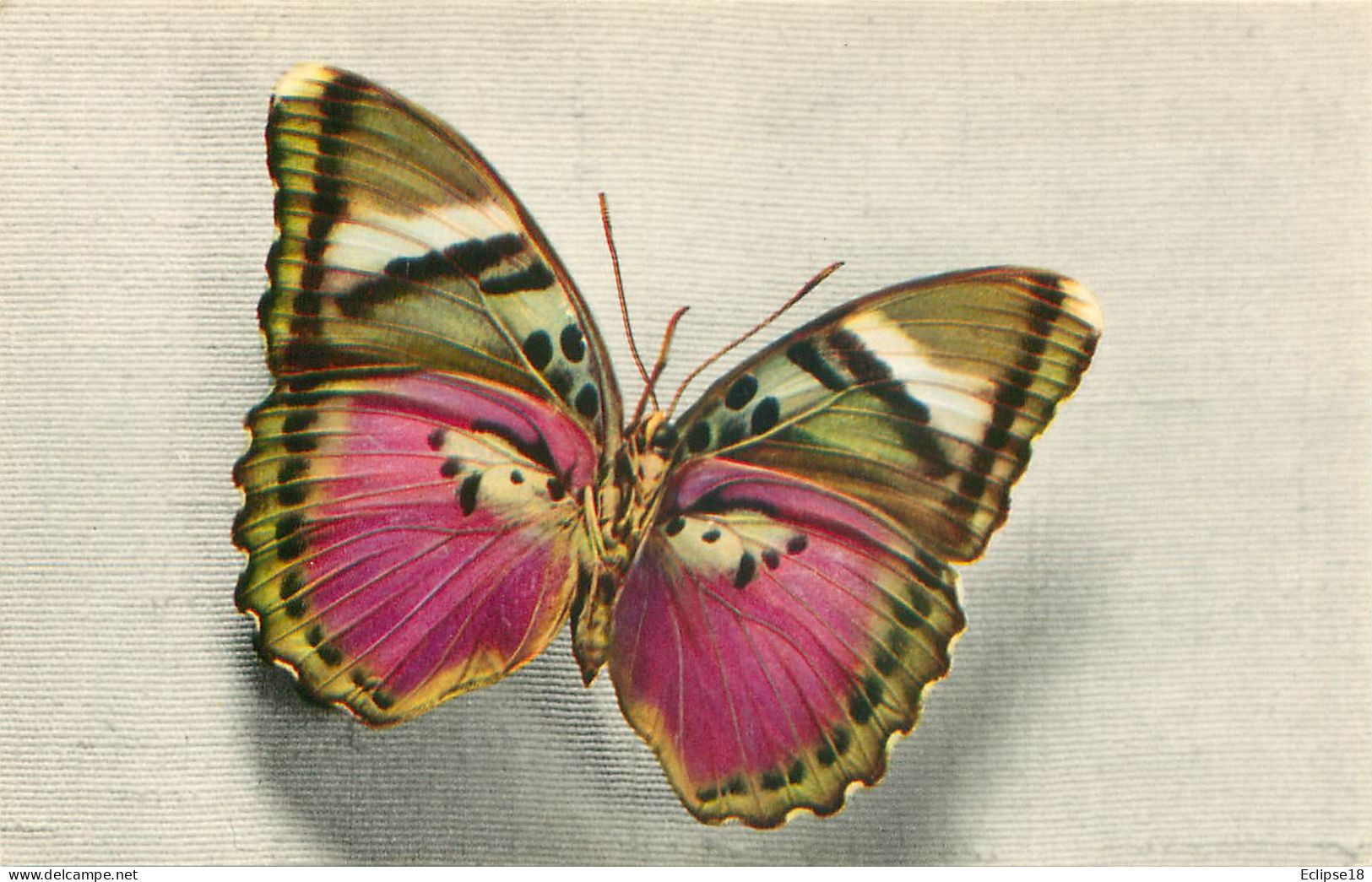 Papillon - Cethosia  - Comité National De L' Enfance     Z 602 - Papillons