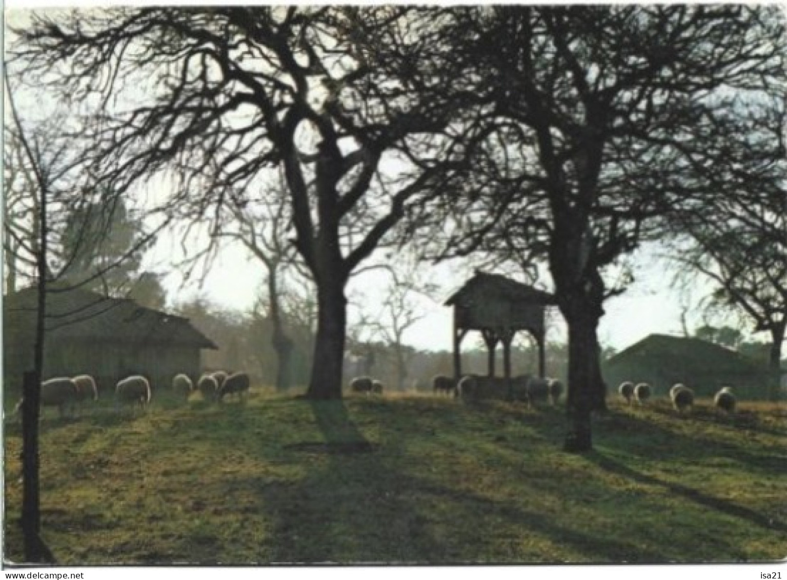 Carte Postale: SABRES: Parc Naturel Des Landes De Gascogne. Pacage Sur L'airial. 1973. - Sabres