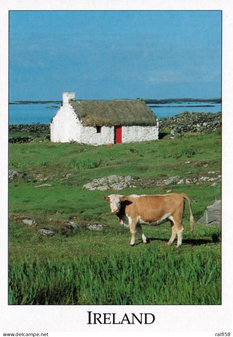 1 AK Irland / Ireland * Typical Irish Cottage - West Of Ireland * - Autres & Non Classés