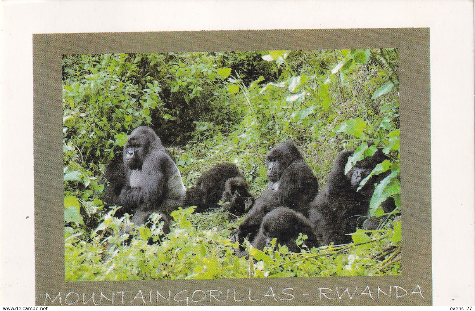 RWANDA-MOUNTAIN GORILLAS-USED POSTCARD --RWANDA POSTMARK- - Ruanda