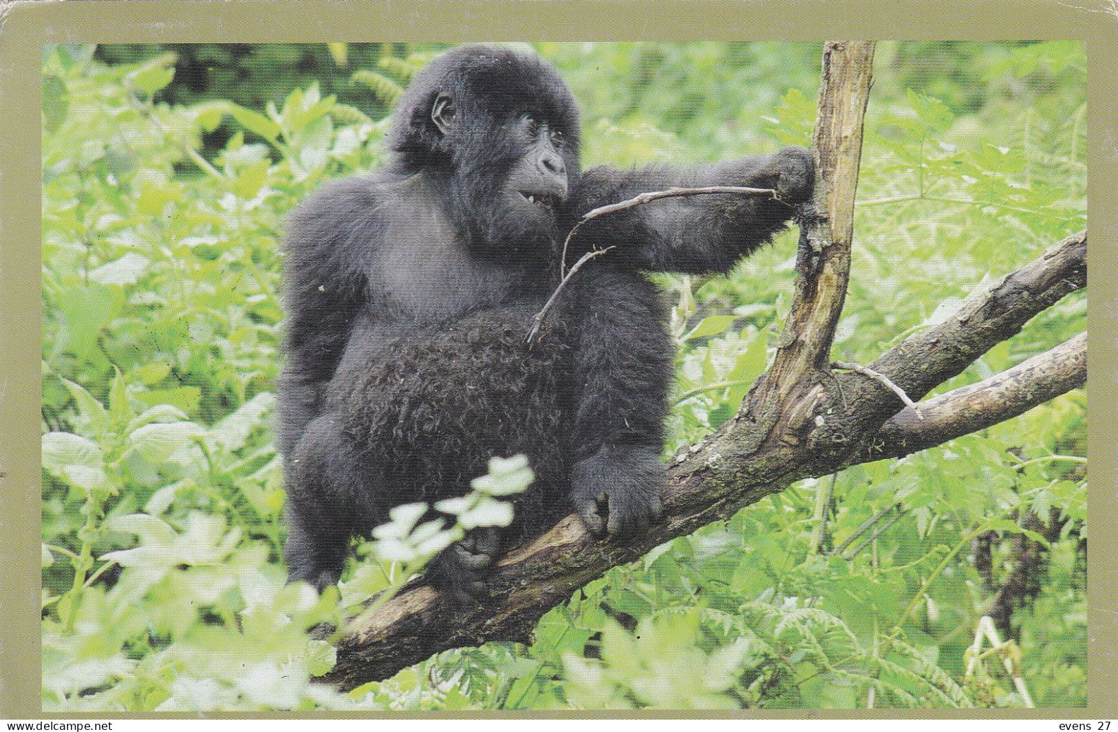 RWANDA-MOUNTAIN GORILLA-USED POSTCARD --RWANDA POSTMARK- - Rwanda