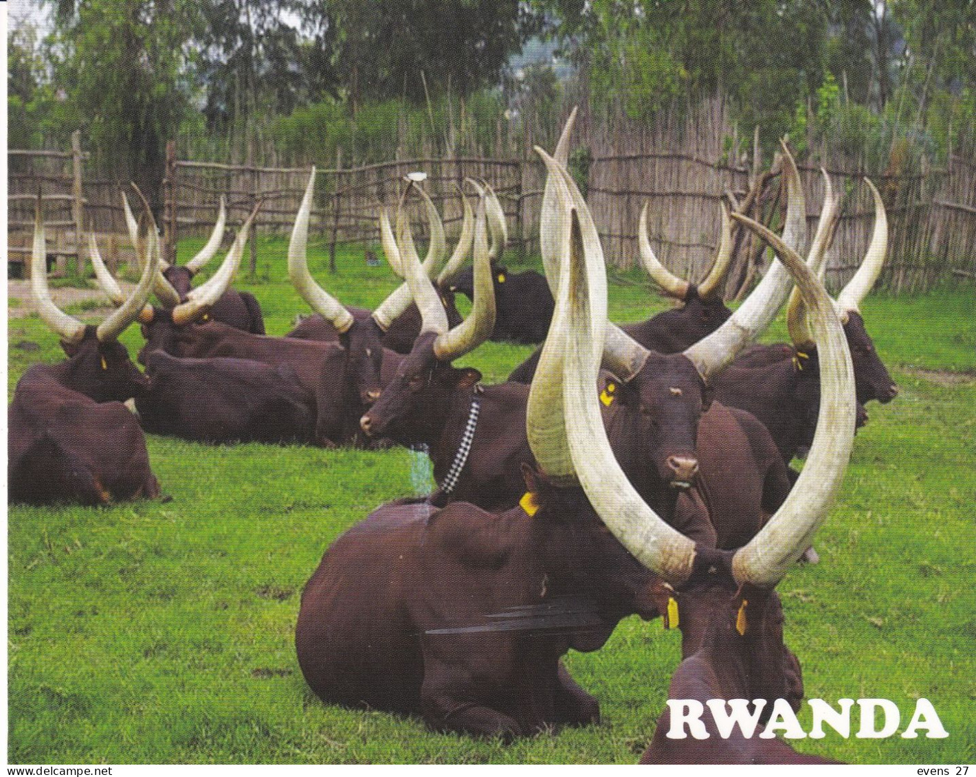 RWANDA-LONG HORNED COWS-USED POSTCARD --RWANDA POSTMARK- - Ruanda