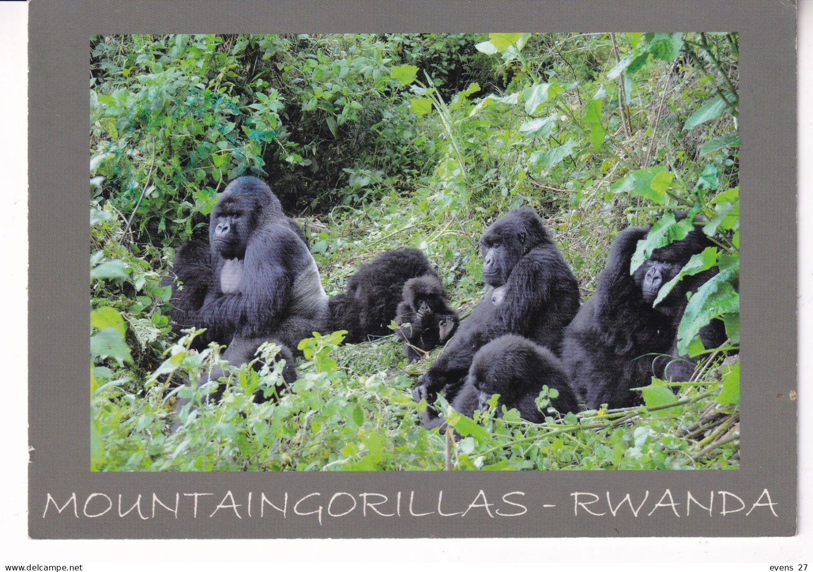 RWANDA-MOUNTAIN GORILLAS-USED POSTCARD --RWANDA POSTMARK- - Ruanda