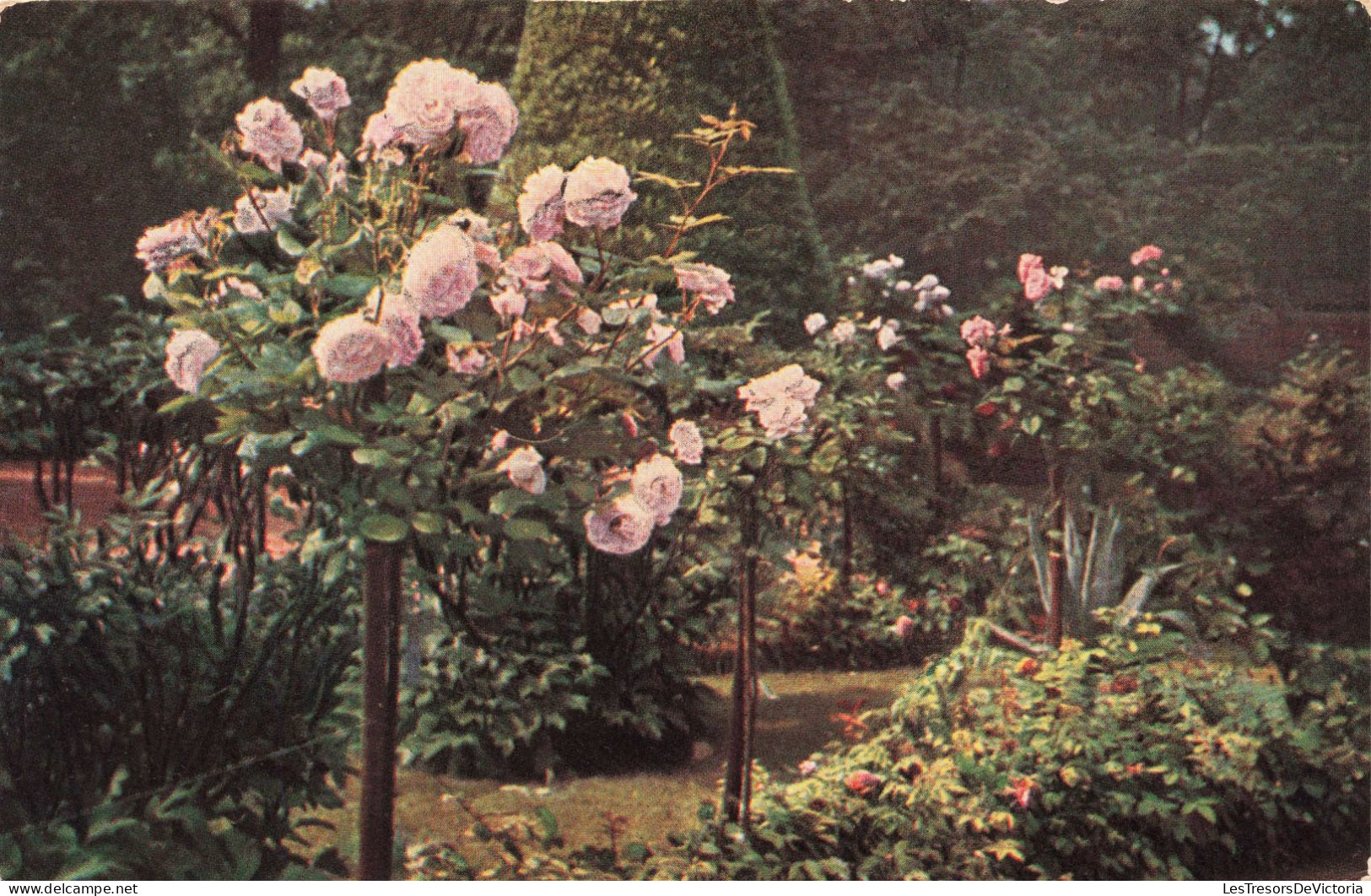 FLEURS - Des Roses Dans Un Jardin - Colorisé - Carte Postale Ancienne - Flores