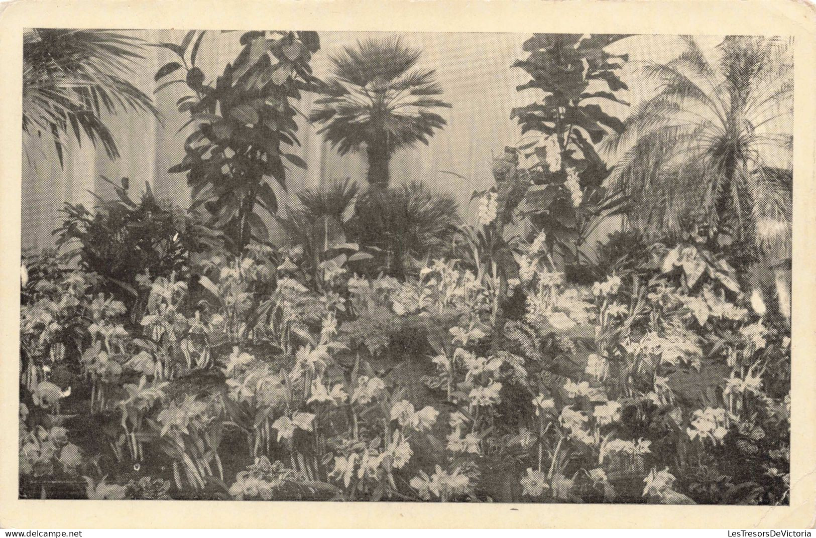 FLEURS - Floralies Gantoises  - Carte Postale Ancienne - Blumen