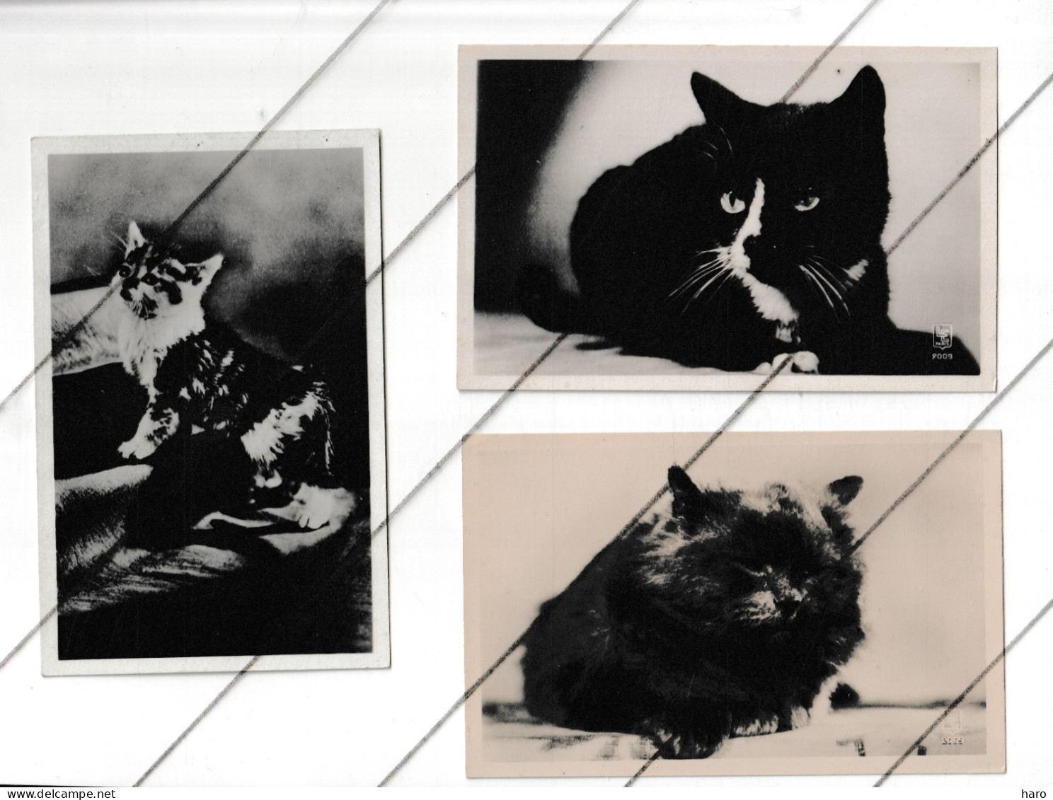 Lot De 3 Cartes Postales De Chat  (fr74) - Meunier, G.