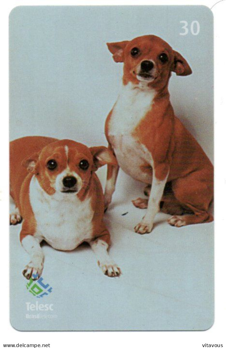 Chien Dog  Télécarte Brésil Phonecard ( 1161) - Brasilien
