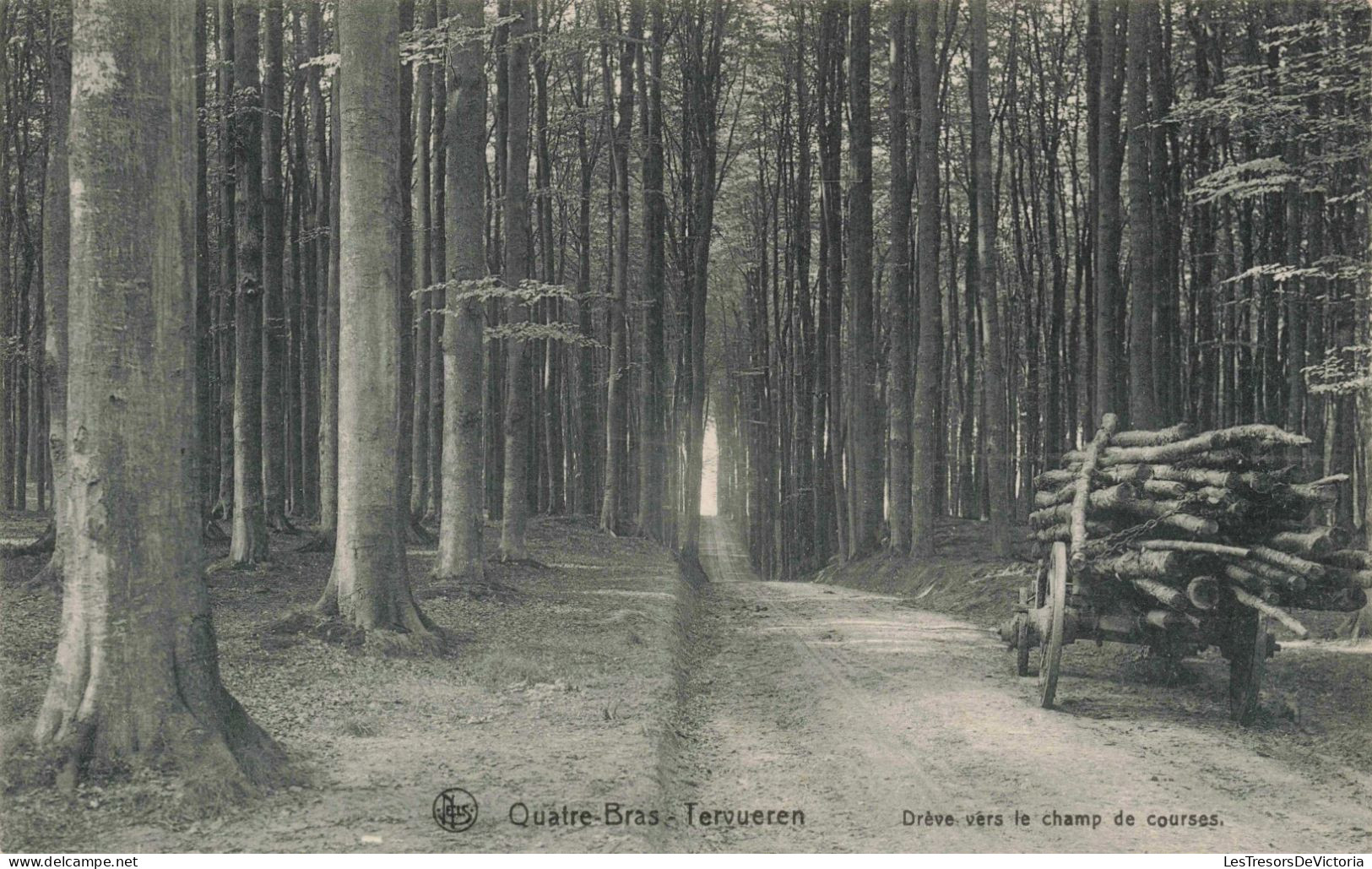 BELGIQUE - Tervueren - Quatre Bras - Drève Vers Le Champ De Course - Carte Postale Ancienne - Tervuren