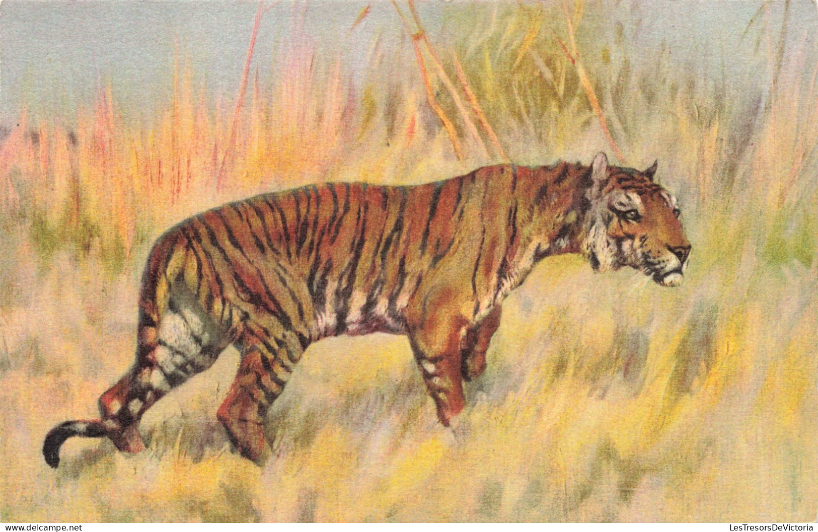 ANIMAUX & FAUNE - Tigre - Colorisé - Carte Postale Ancienne - Tijgers