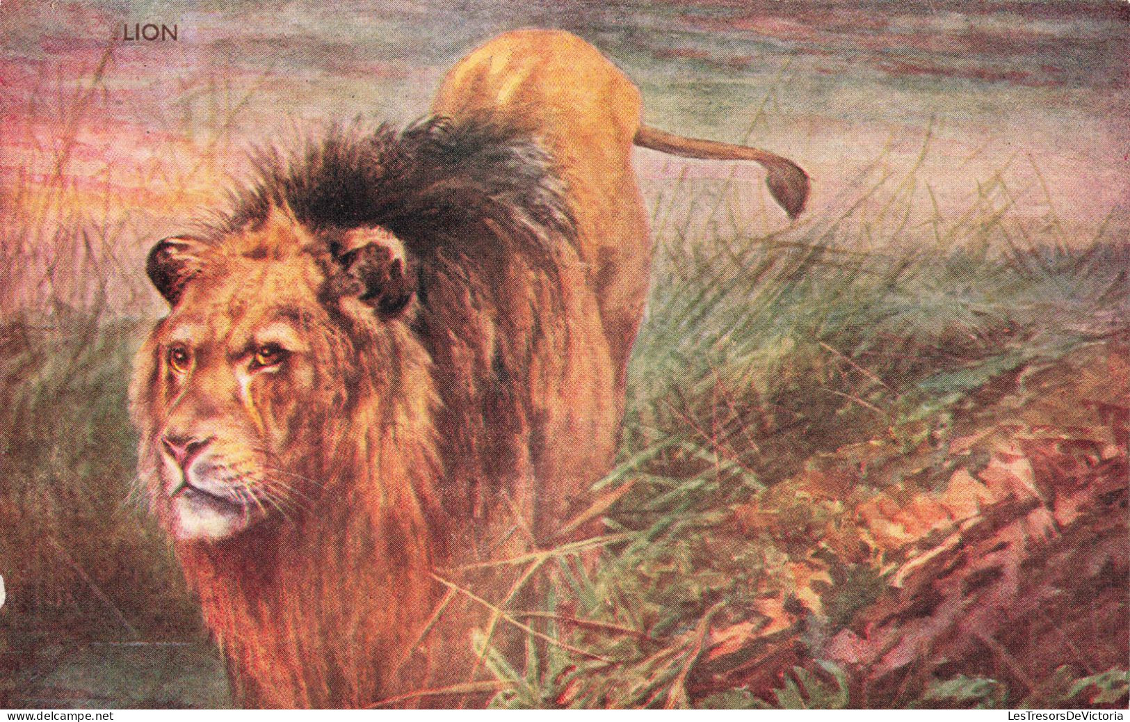 ANIMAUX & FAUNE - Lion - Colorisé - Carte Postale Ancienne - Leeuwen