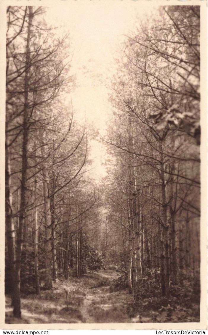 Fleurs, Plantes Et Arbres - Arbres - Forêt - Sentier - Carte Postale Ancienne - Trees