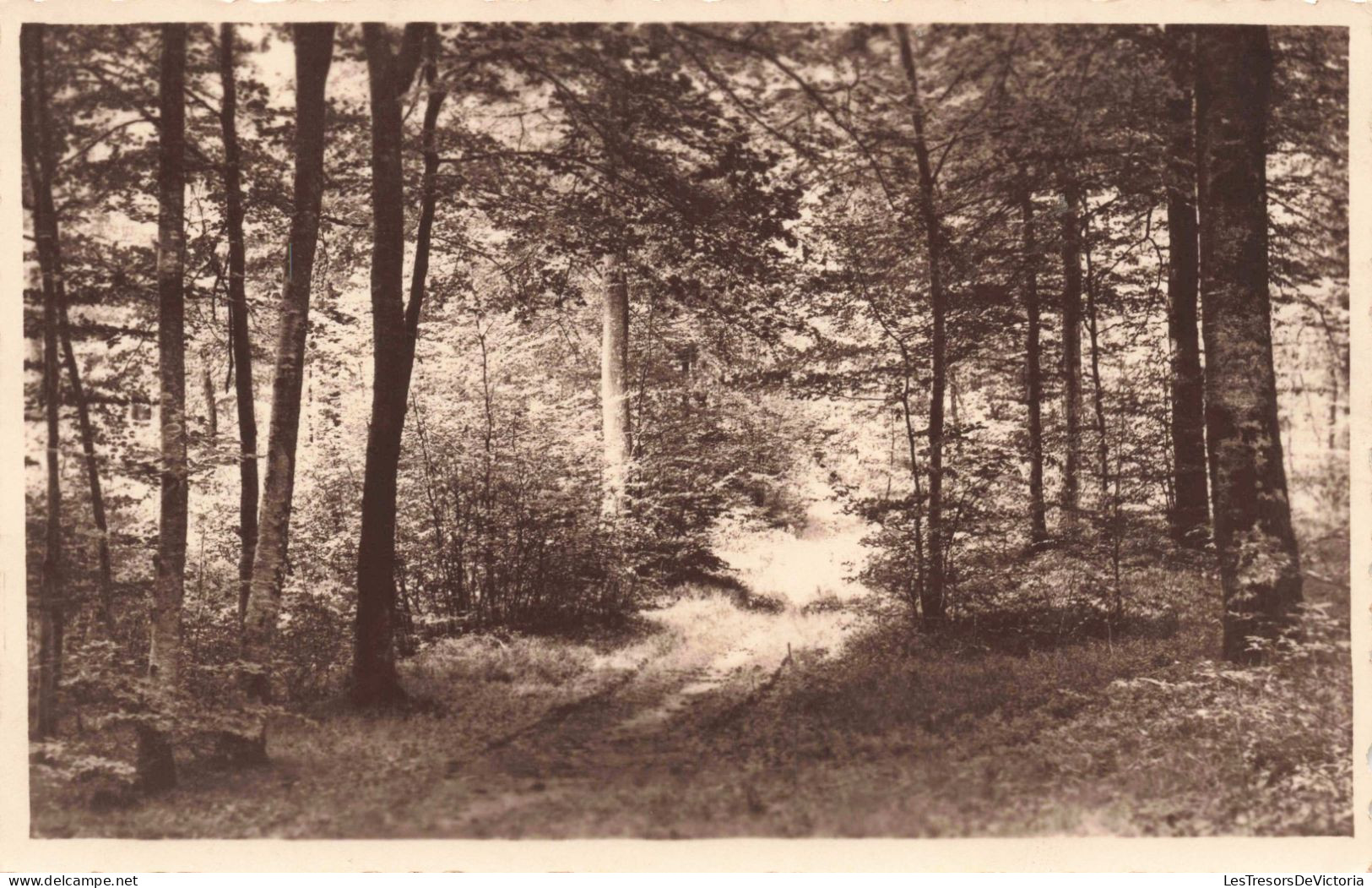 Fleurs, Plantes Et Arbres - Arbres - Forêt - Sentier - Carte Postale Ancienne - Bomen