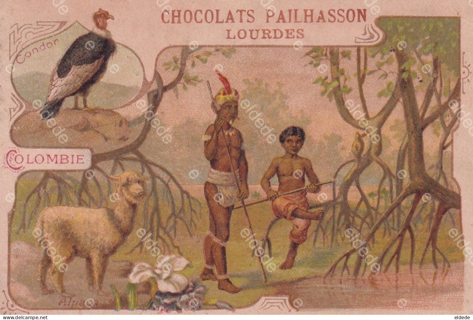 Chromo Colombie Indios Indiens  Condor  Pub Chocolat Pailhasson Lourdes - Colombie