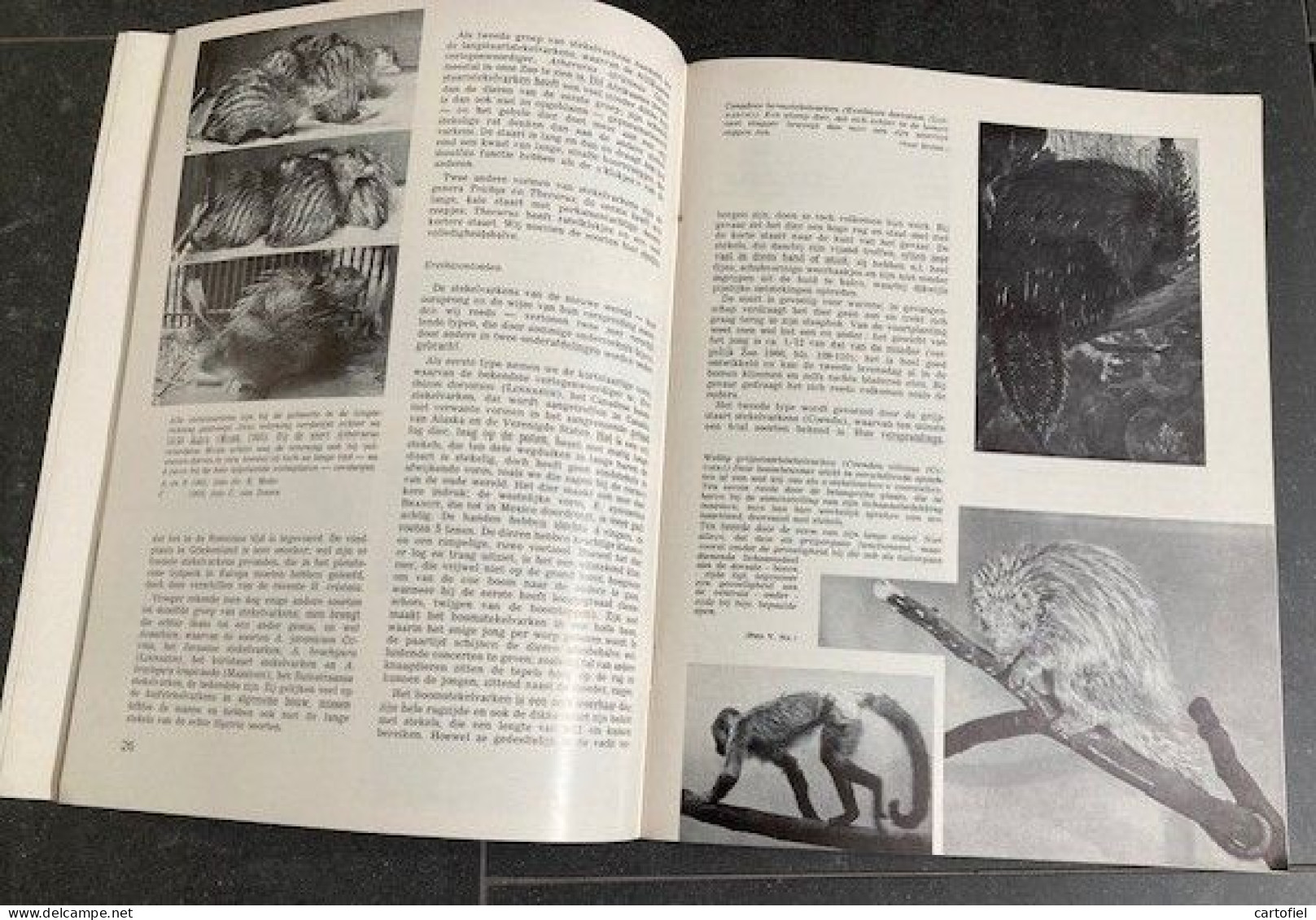 ZOO-ANTWERPEN-MAGAZINE-1968-SPECIAAL-125 JARIG BESTAAN-JUBULEUMNUMMER+ZOOLOGISCHE INVENTARIS-ALS NIEUW-ZIE 8 FOTOS - Animals