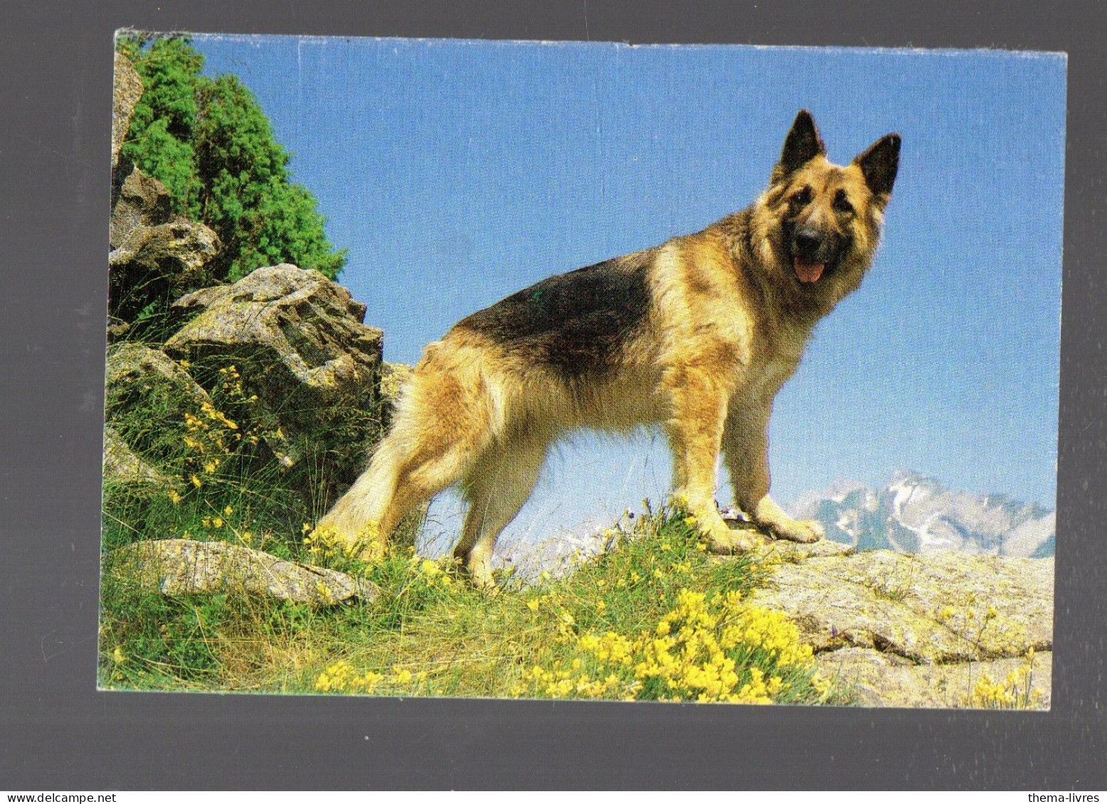 (chiens) Calendrier 198 1er Semestre  (PPP45270) - Small : 1981-90