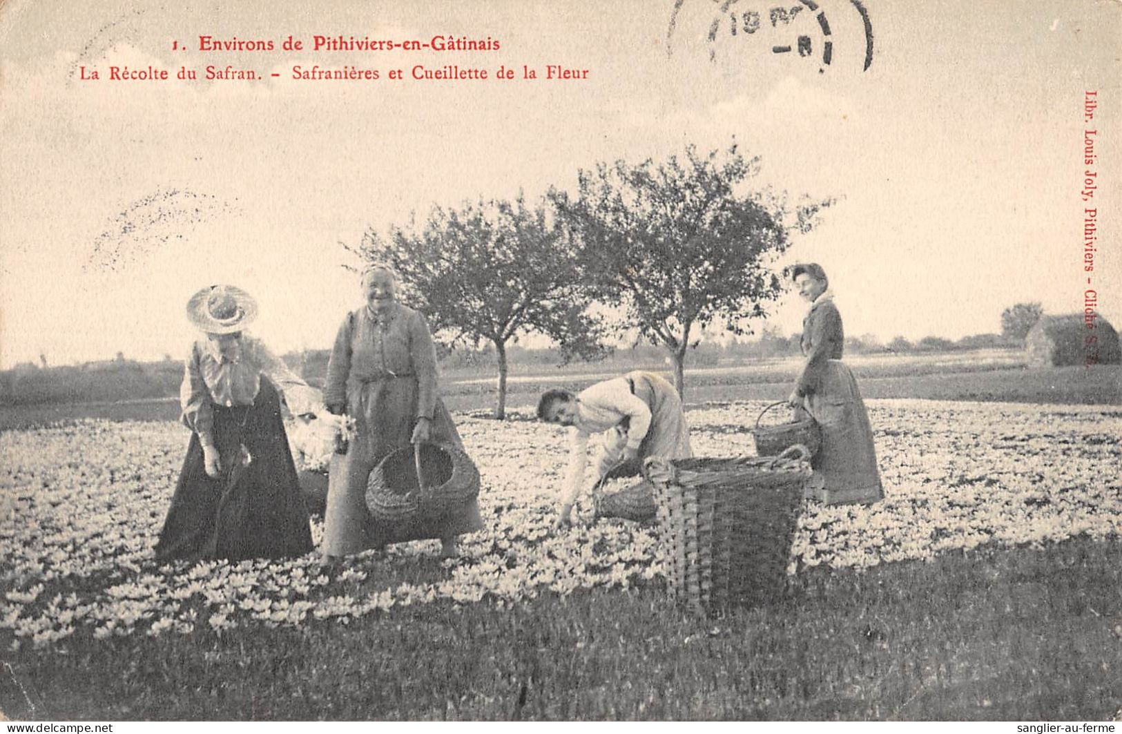 CPA 45 ENVIRONS DE PITHIVIERS EN GATINAIS / LA RECOLTE DU SAFRAN / SAFRANIERES ET CUEILLETTE DE LA FLEUR - Autres & Non Classés