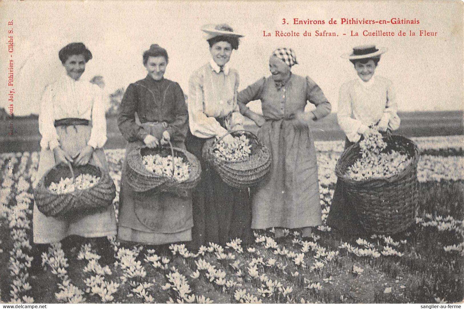 CPA 45 ENVIRONS DE PITHIVIERS EN GATINAIS / LA RECOLTE DU SAFRAN / LA CUEILLETTE DE LA FLEUR - Autres & Non Classés