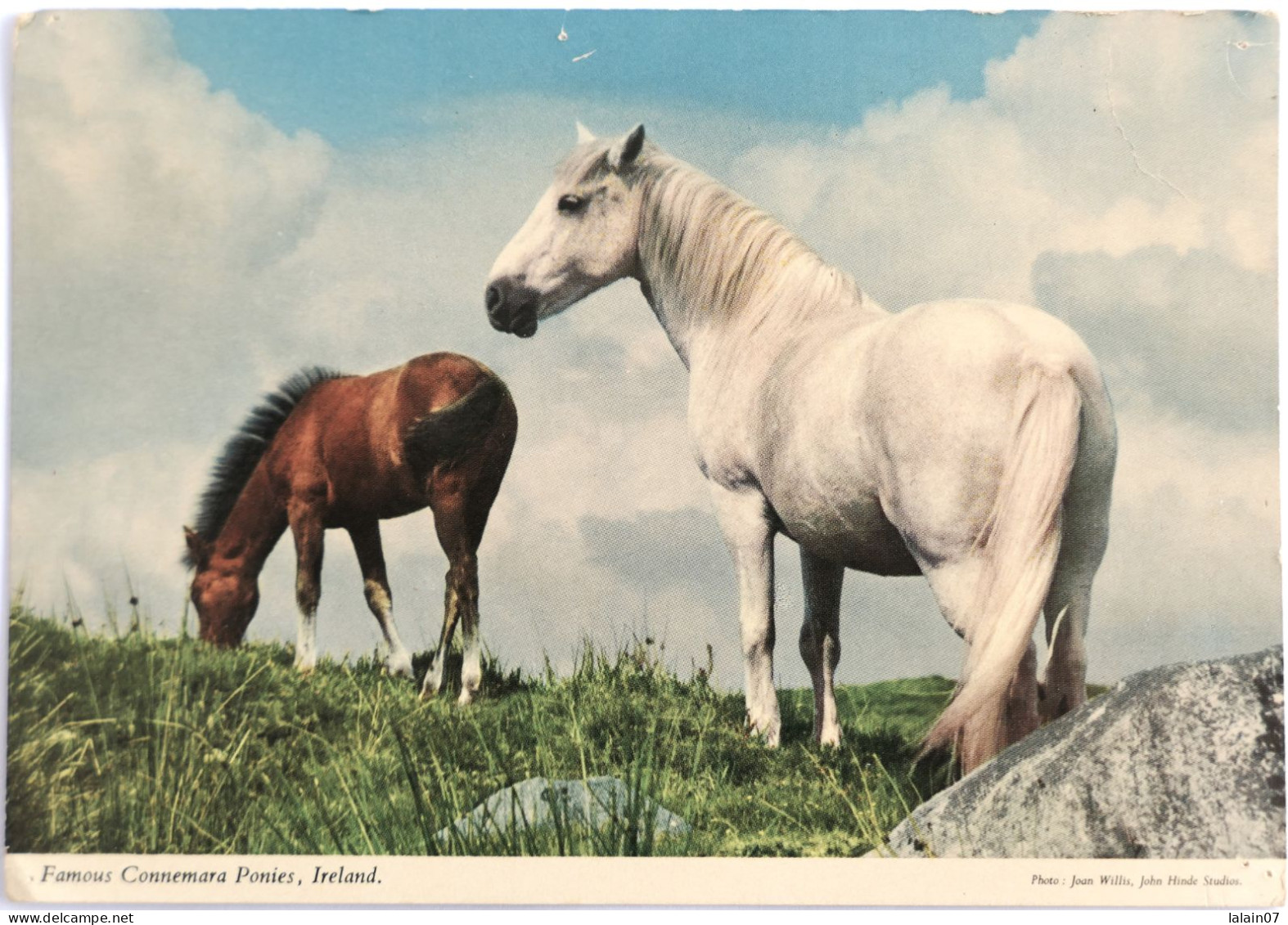 Carte Postale : Irlande : Famous Connemara Ponies - Autres & Non Classés