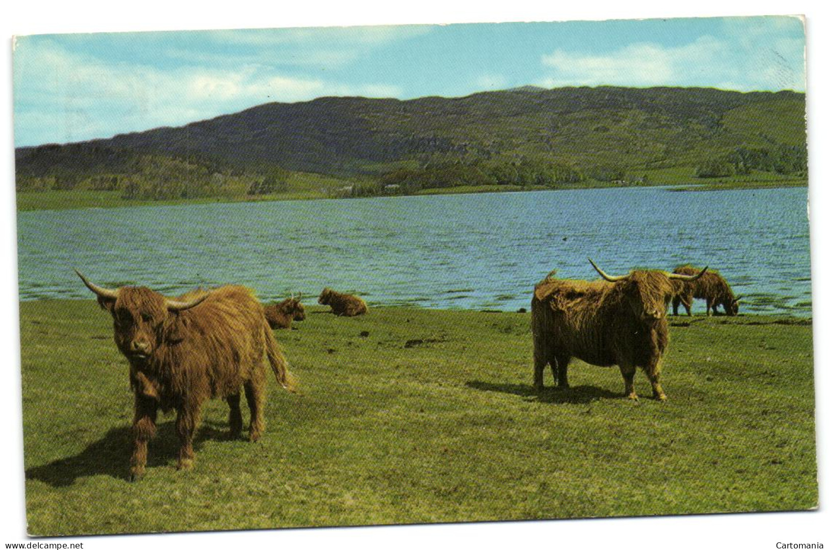 Highland Cattle By The Loch Side - Dunbartonshire