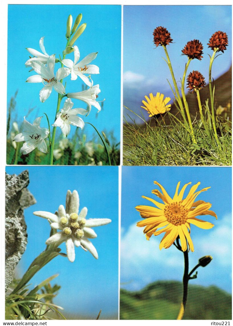 Lot 4 Cpm - Fleur Edelweiss Nigritelle Paradisie Arnica -- Druck Und Verlag Press AG 427-396-360-362 - Cactusses