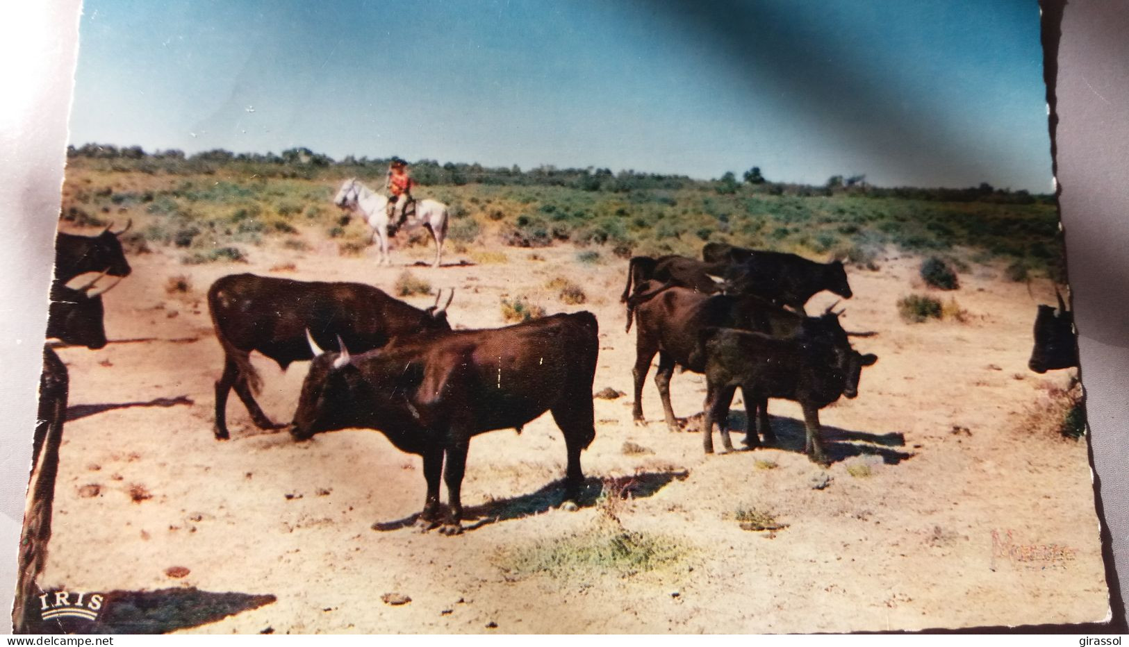 CPSM EN CAMARGUE AVEC LES GARDIANS  SOUS UN CIEL ETRANGE UNE TROUPE DE TAUREAUX DE COMBAT PASSE ED GANDINI 1968 - Stiere