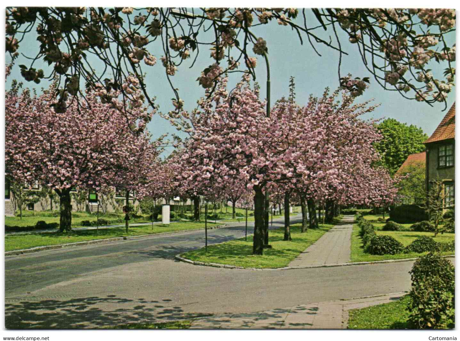 Boitsfort - Le Logis - Cerisiers En Fleurs - Watermael-Boitsfort - Watermaal-Bosvoorde