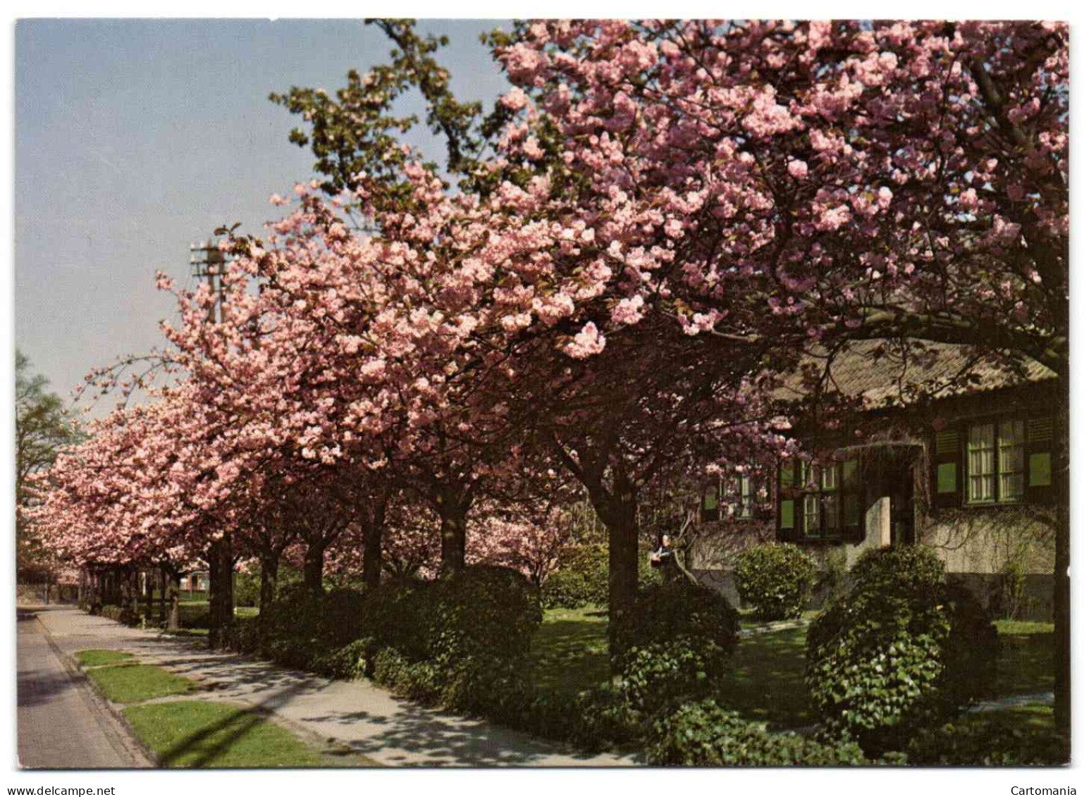 Boitsfort - Le Logis - Cerisiers En Fleurs - Watermael-Boitsfort - Watermaal-Bosvoorde