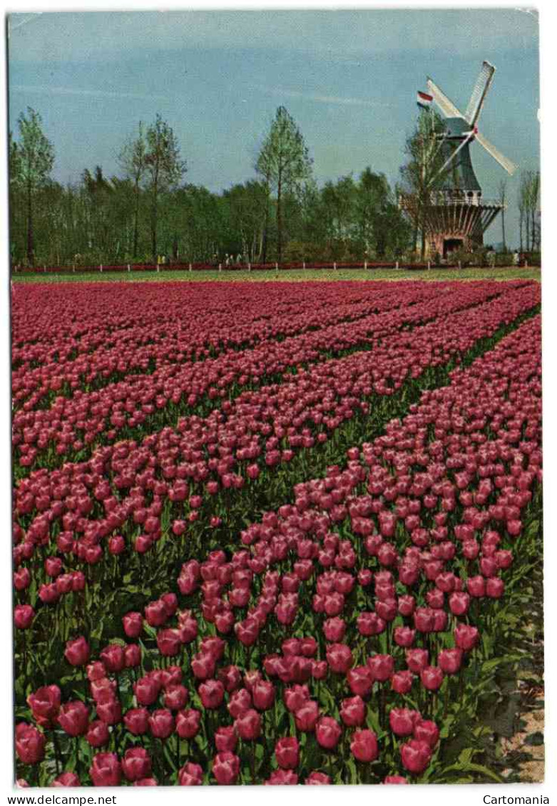 Keukenhof Lisse-Holland - Lisse