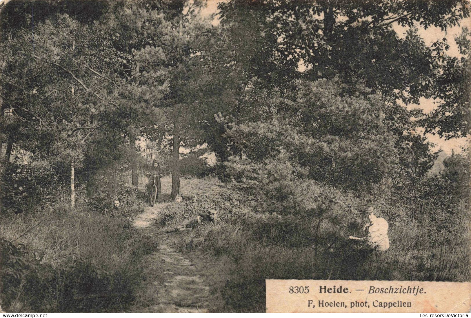 ALLEMAGNE - Lüneburger Heide - Boschzichtje - Carte Postale Ancienne - Lüneburger Heide