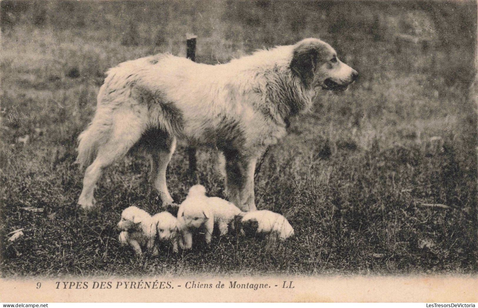 ANIMAUX - Chien - Types Des Pyrénées - Chiens De Montagnes - Carte Postale Ancienne - Dogs