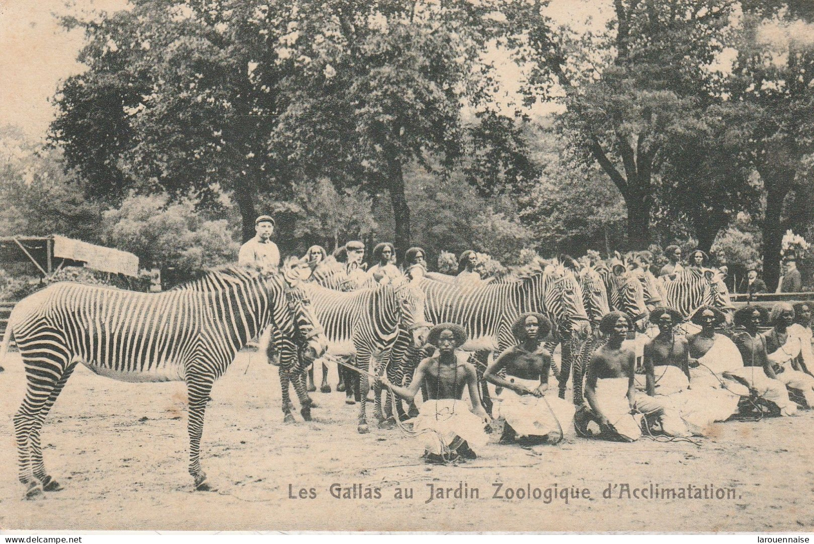 Les Gallas Au Jardin Zoologique D' Acclimation - Zebras